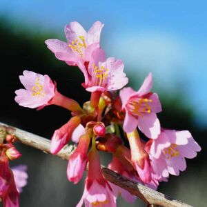 Prunus × subhirtella 'Autumnalis' 10-12 SS